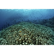 School of fish above a beautiful reef in Wakatobi National Park, Indonesia. Poster Print by Ethan Daniels/Stocktrek Images (17 x 11)