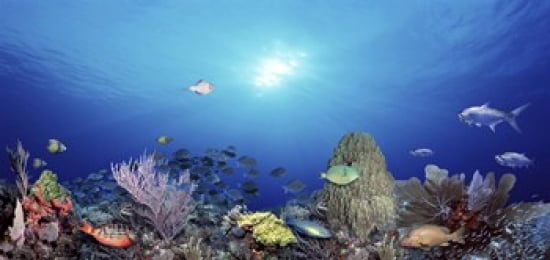 School of fish swimming in the sea Canvas Art - Panoramic Images (24 x 12)