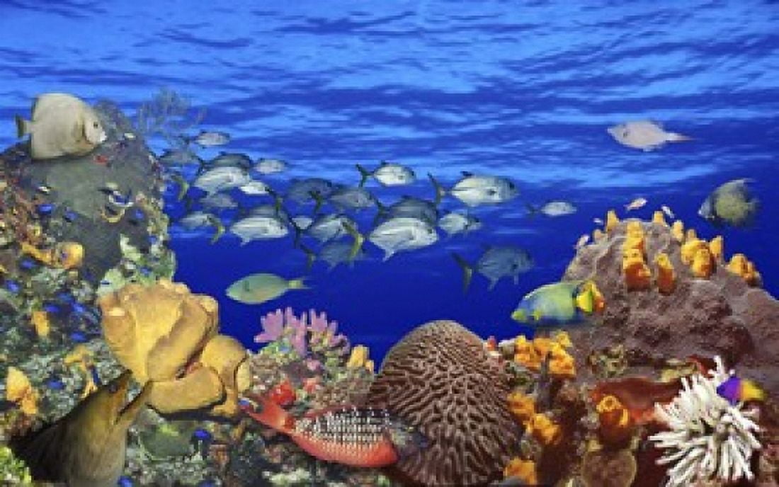 School of fish swimming near a reef Canvas Art - Panoramic Images (16 x 10)
