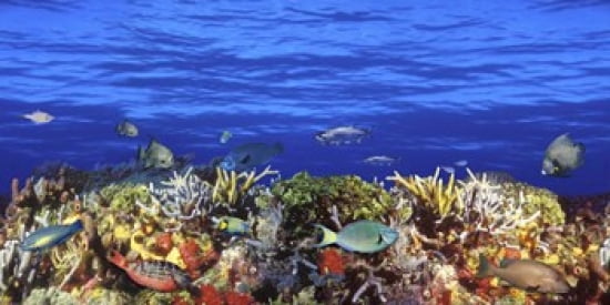 School of fish swimming near a reef Canvas Art - Panoramic Images (24 x 12)