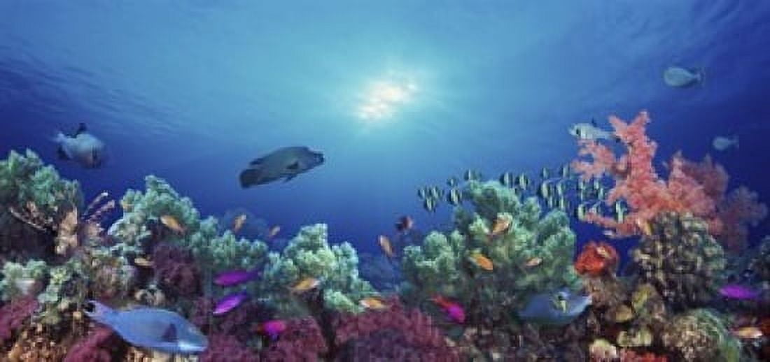 School of fish swimming near a reef Indo-Pacific Ocean Canvas Art - Panoramic Images (24 x 12)