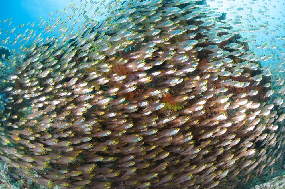 School of golden sweeper fish Raja Ampat Indonesia Canvas Art - Steve JonesStocktrek Images (18 x 12)