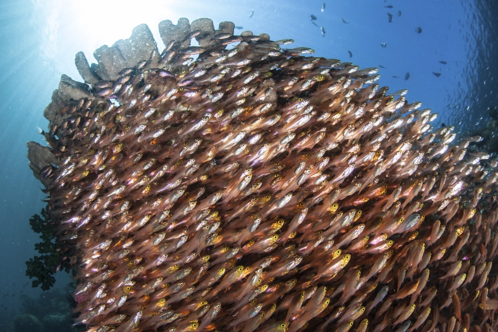 School of golden sweepers in Komodo National Park Indonesia Canvas Art - Ethan DanielsStocktrek Images (34 x 23)