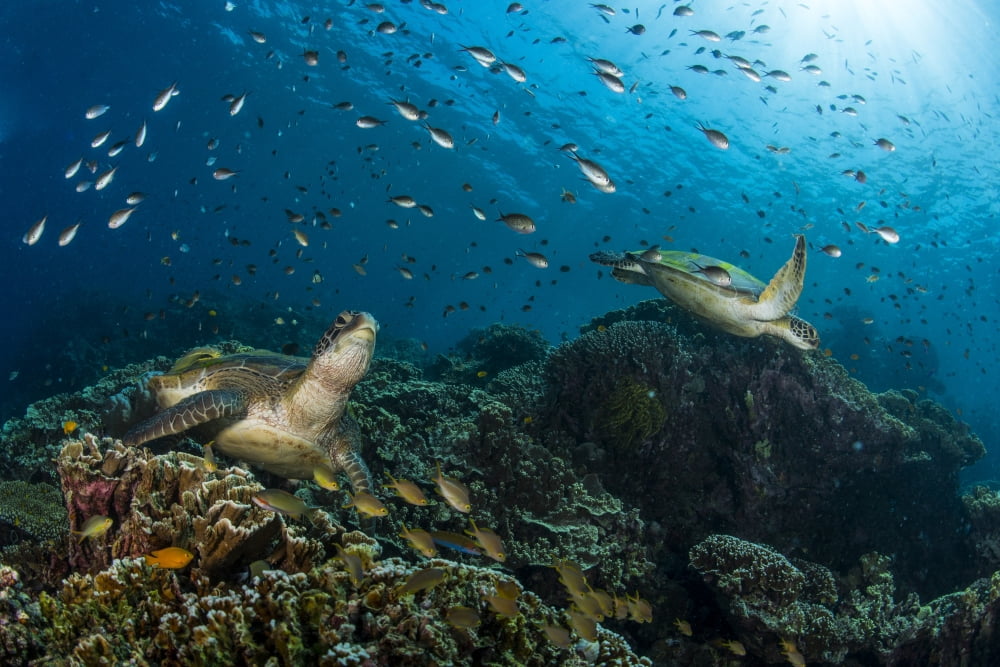 School of green chromis swimming over a couple of green turtles Canvas Art - Mathieu MeurStocktrek Images (34 x 23)