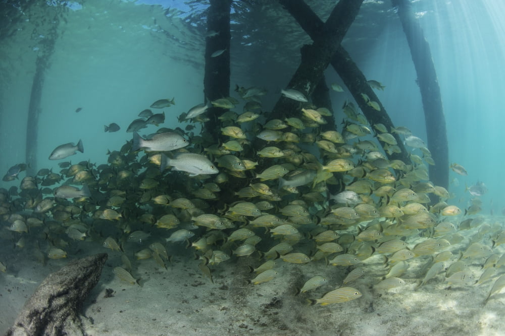 School of grunt fish beneath a pier on Turneffe Atoll Belize Canvas Art - Ethan DanielsStocktrek Images (17 x 12)