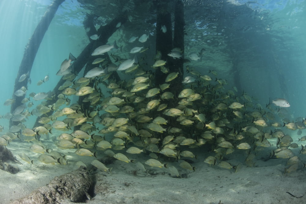 School of grunt fish beneath a pier on Turneffe Atoll Belize Canvas Art - Ethan DanielsStocktrek Images (34 x 23)