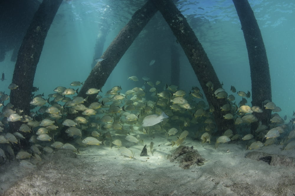 School of grunt fish beneath a pier on Turneffe Atoll Belize Canvas Art - Ethan DanielsStocktrek Images (34 x 23)
