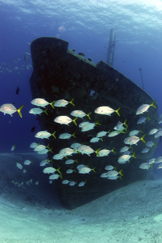 School of horse-eye jack fish swmming by the Ray of Hope shipwreck Canvas Art - Amanda NichollsStocktrek Images (23 x 34)