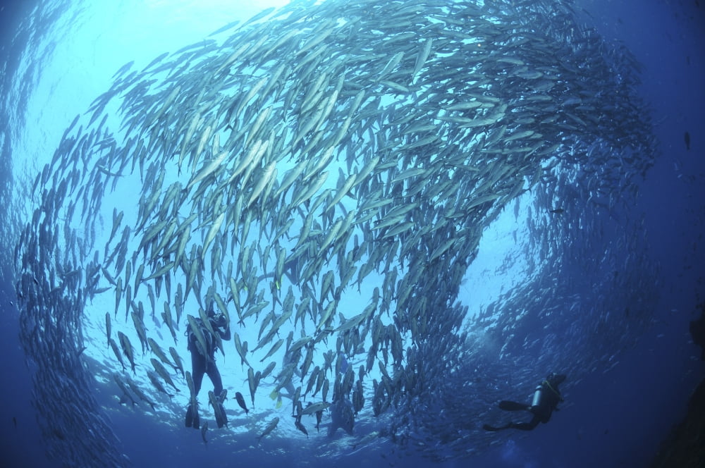 School of jacks and divers at Liberty Wreck Bali Indonesia Canvas Art - Mathieu MeurStocktrek Images (35 x 23)