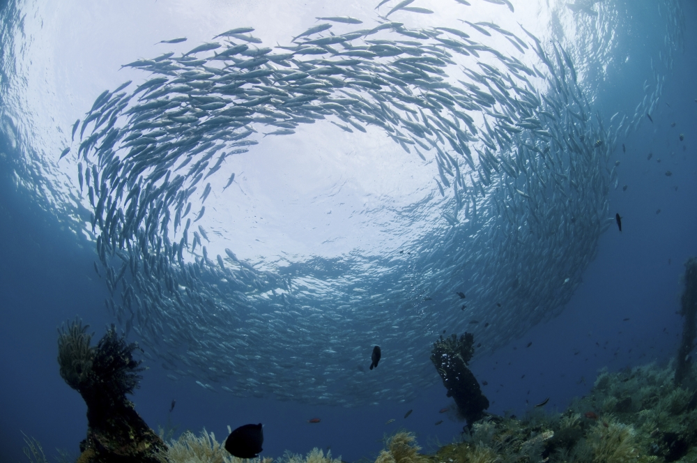 School of jacks at Liberty Wreck Bali Indonesia Canvas Art - Mathieu MeurStocktrek Images (18 x 12)