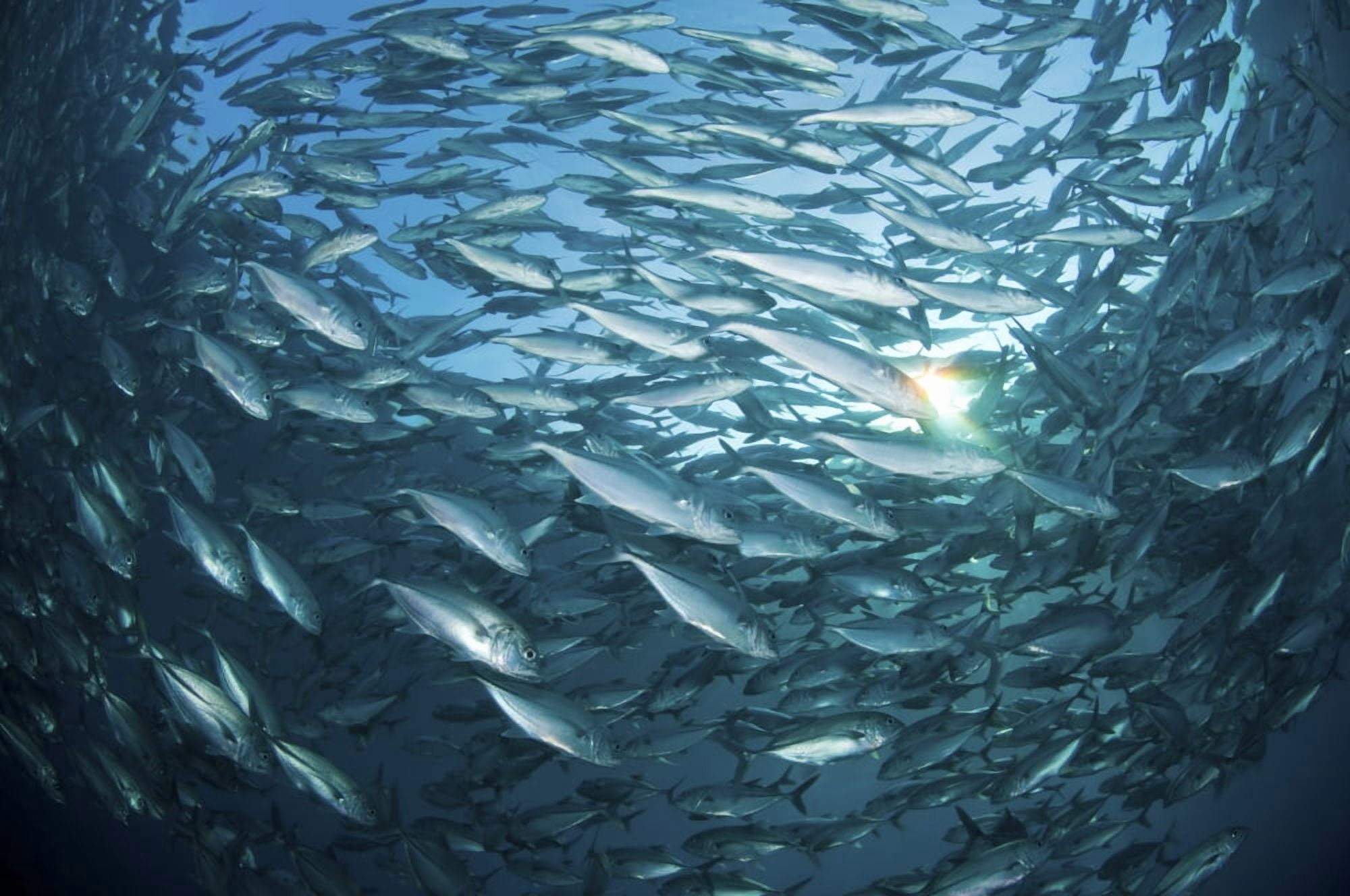 School of jacks at Liberty Wreck Bali Indonesia Canvas Art - Mathieu MeurStocktrek Images (18 x 12)