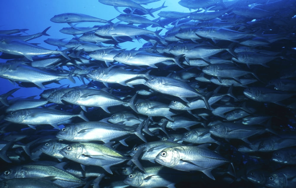 School of jacks in motion Cocos Island Costa Rica Canvas Art - Beverly FactorStocktrek Images (35 x 23)