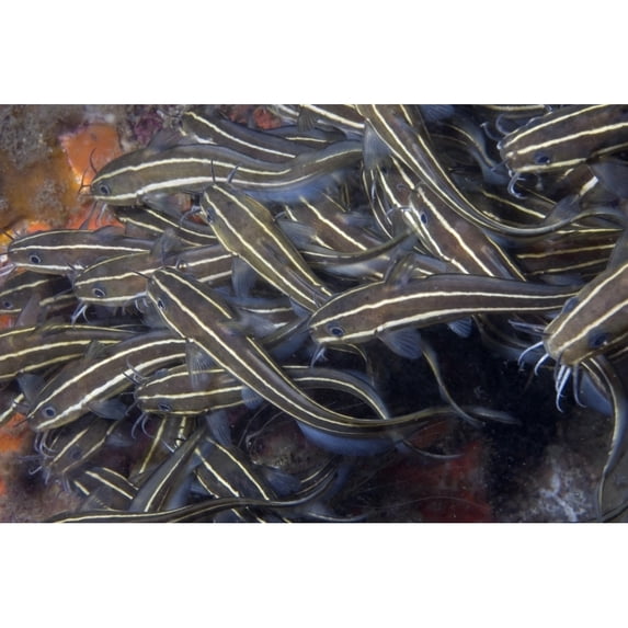 School of juvenile striped catfish Lembeh Strait Indonesia. Poster Print by VWPics/Stocktrek Image