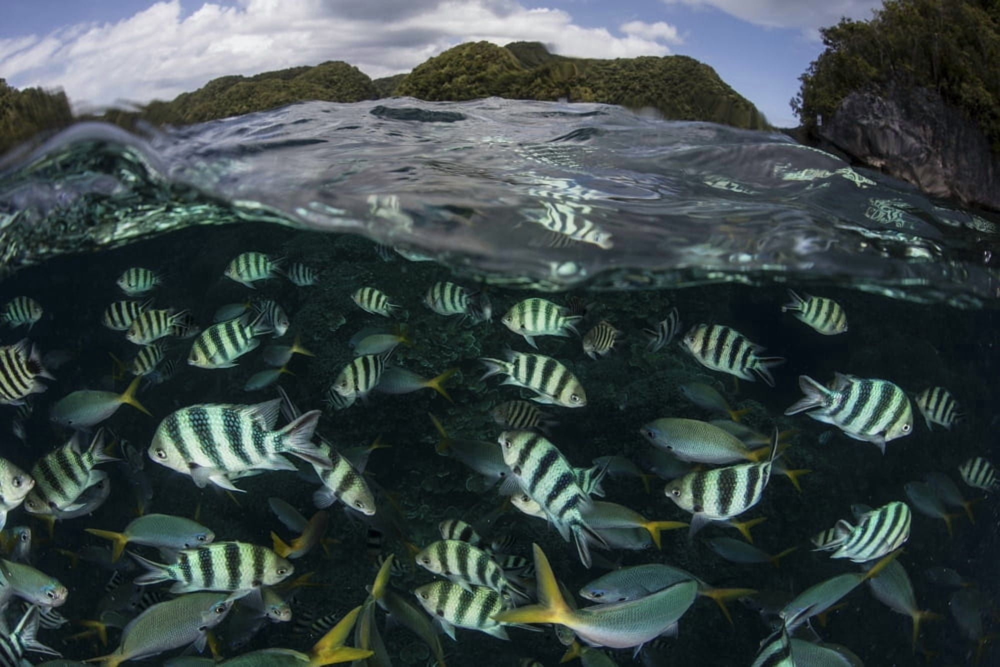 School of large damselfish in Palaus inner lagoon Canvas Art - Ethan DanielsStocktrek Images (34 x 23)