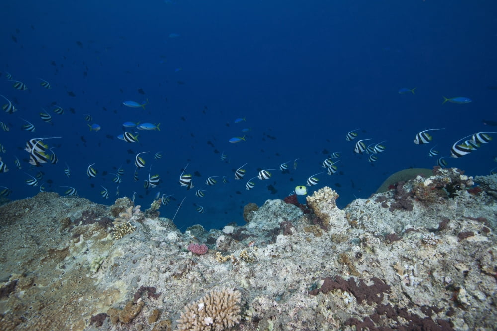 School of moorish idols and yellowtail fusiliers Fiji Canvas Art - Terry MooreStocktrek Images (18 x 12)