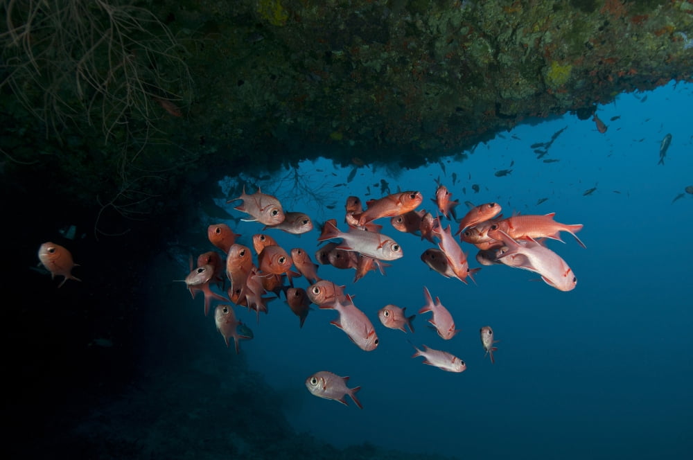 School of red bigeye under a rocky ledge Maldives Canvas Art - Mathieu MeurStocktrek Images (35 x 23)