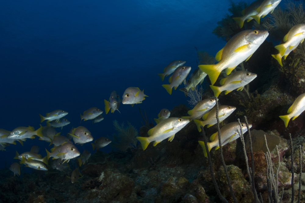 School of schoolmaster snapper Belize Canvas Art - Todd WinnerStocktrek Images (35 x 23)