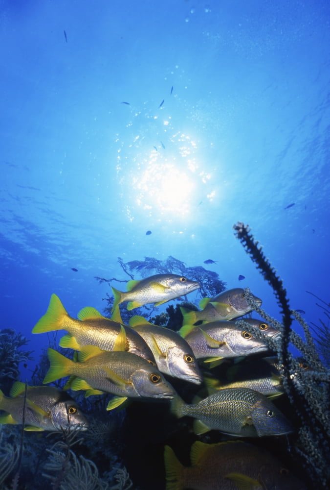 School of schoolmaster snappers Cayman Brac Cayman Islands Canvas Art - Beverly FactorStocktrek Images (23 x 34)