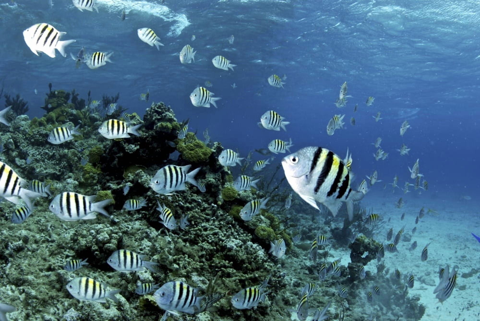 School of sergeant major fish Nassau The Bahamas Canvas Art - Amanda NichollsStocktrek Images (17 x 12)
