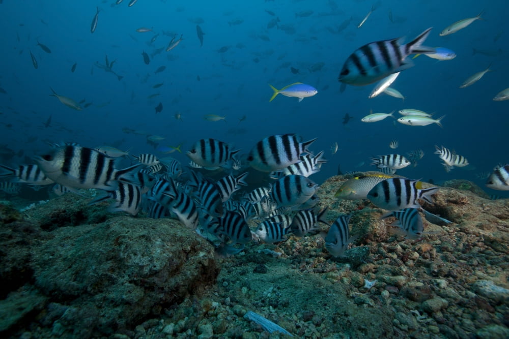School of sergeant major fish at The Bistro dive site in Fiji Canvas Art - Terry MooreStocktrek Images (35 x 23)