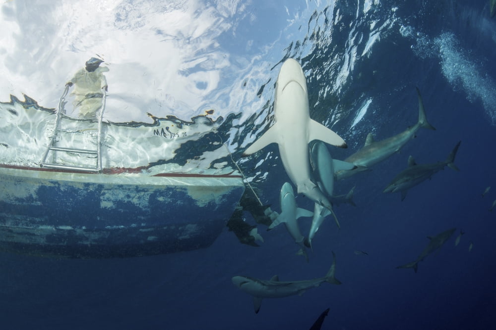 School of silky sharks under a fishing boat in Cuba Canvas Art - Mathieu MeurStocktrek Images (34 x 23)