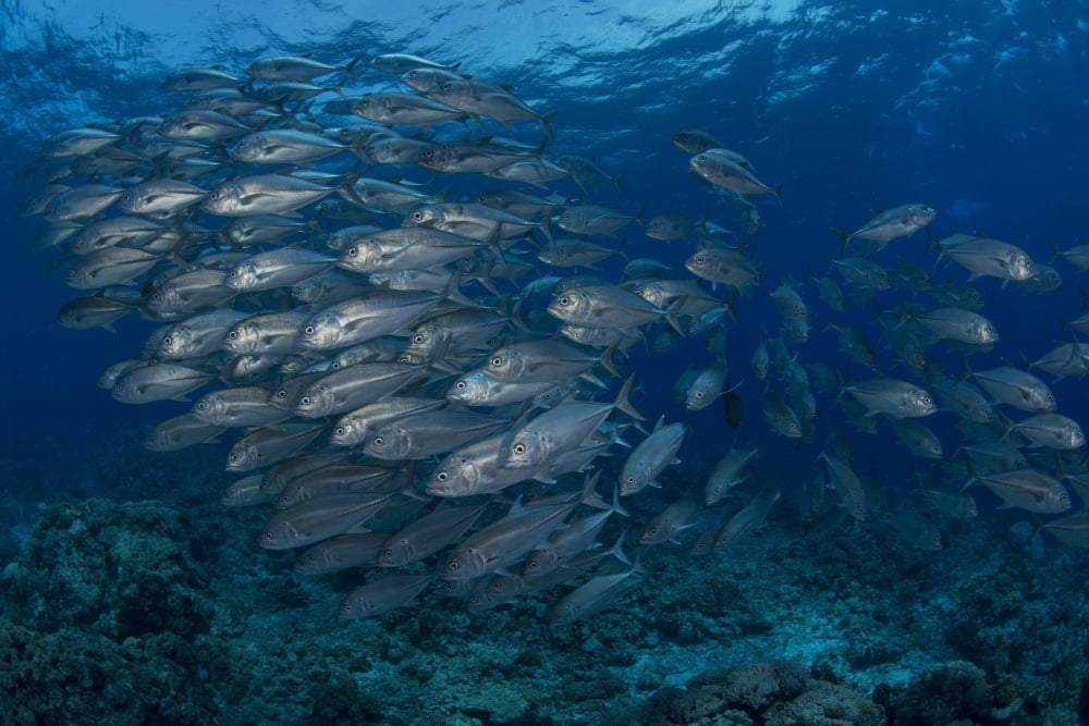 School of silver jacks or trevally fish Spratly Islands Malaysia Canvas Art - Mathieu MeurStocktrek Images (34 x 23)