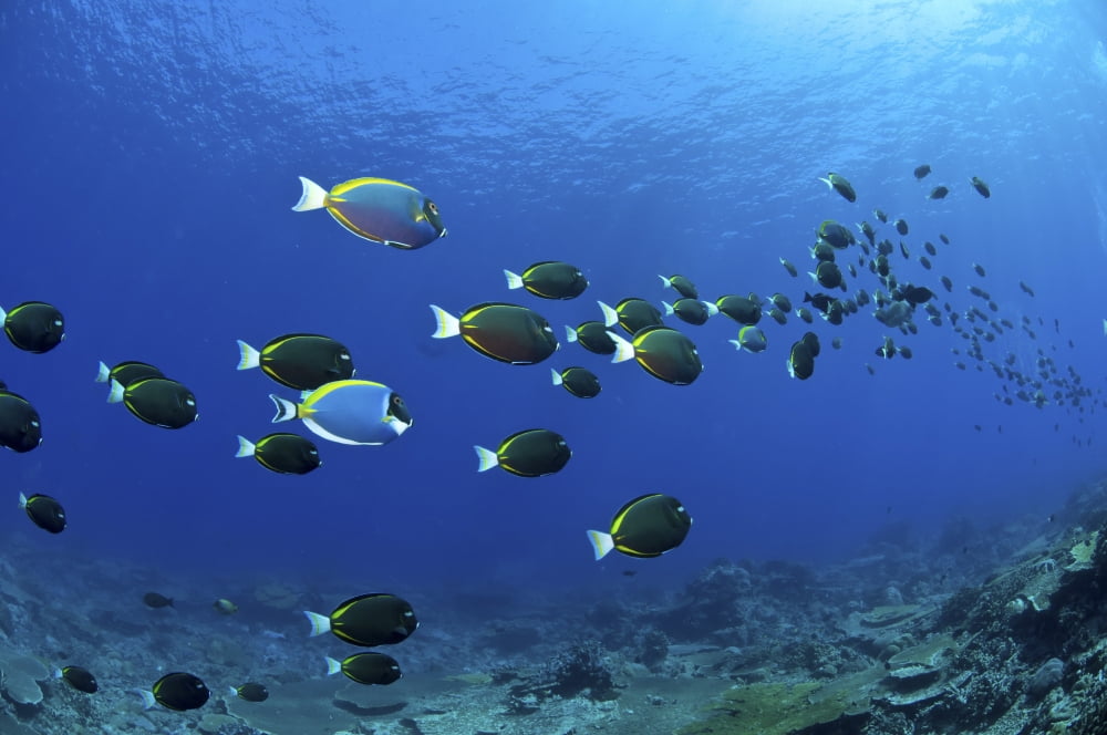 School of surgeonfish Christmas Island Australia Canvas Art - Mathieu MeurStocktrek Images (35 x 23)