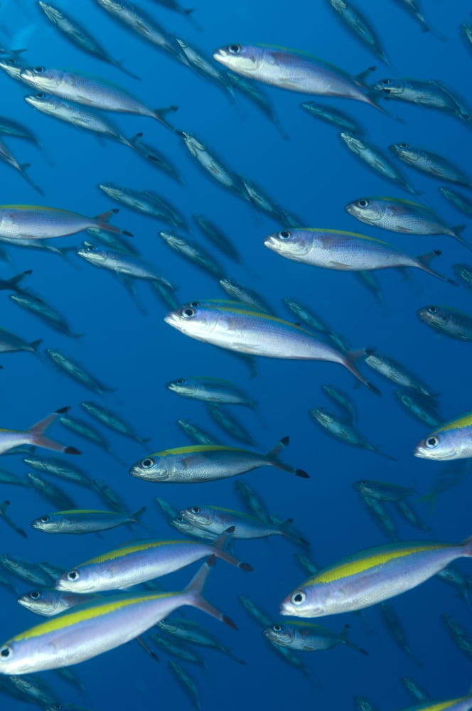 School of wide-band fusilier fish Papua New Guinea Canvas Art - Steve JonesStocktrek Images (23 x 35)