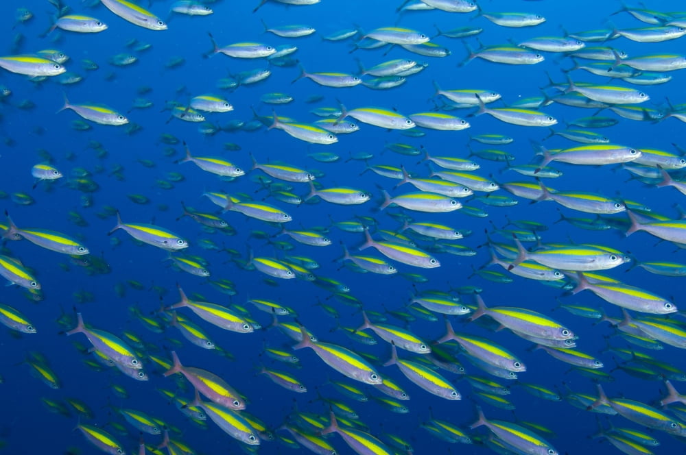 School of wide-band fusilier fish Papua New Guinea Canvas Art - Steve JonesStocktrek Images (35 x 23)