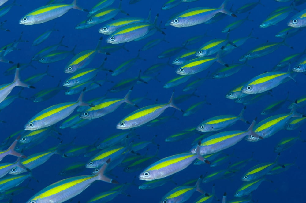 School of wide-band fusilier fish Papua New Guinea Canvas Art - Steve JonesStocktrek Images (35 x 23)
