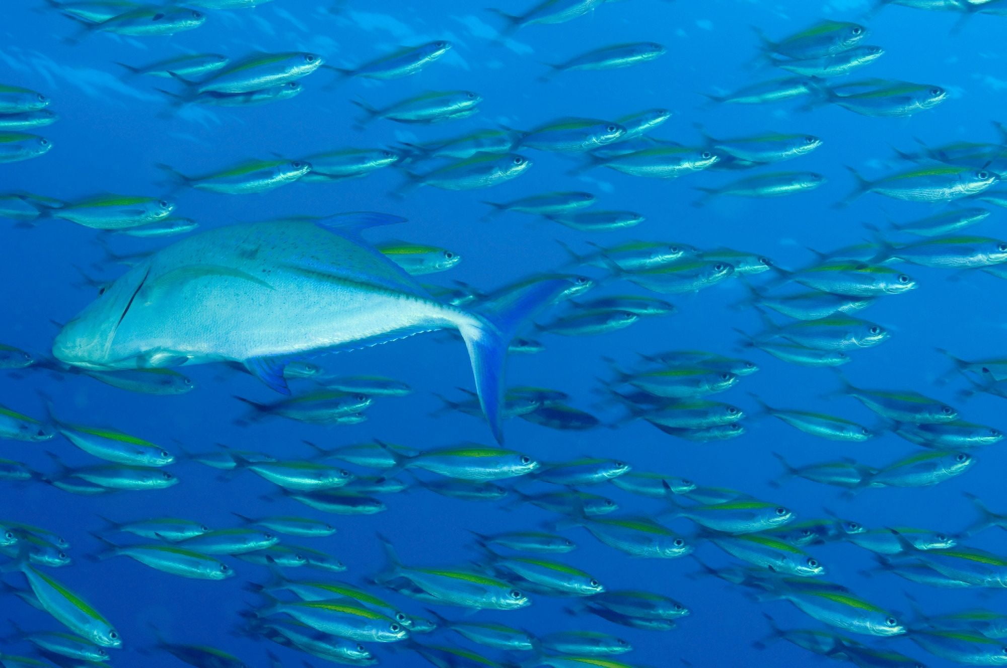 School of wide-band fusilier fish being preyed on by bluefin trevally Canvas Art - Steve JonesStocktrek Images (18 x 12)