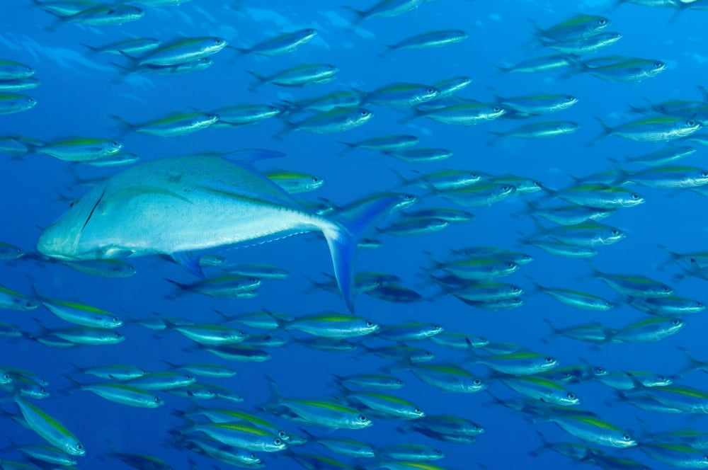 School of wide-band fusilier fish being preyed on by bluefin trevally Canvas Art - Steve JonesStocktrek Images (35 x 23)