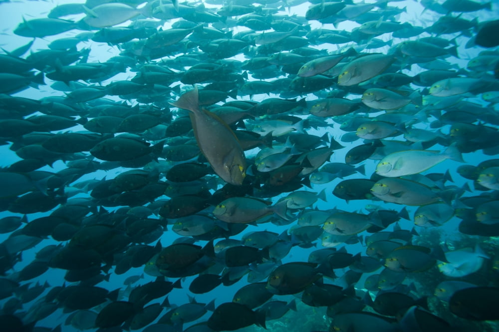 School of yellow mask surgeonfish Raja Ampat Indonesia Canvas Art - Beverly FactorStocktrek Images (35 x 23)