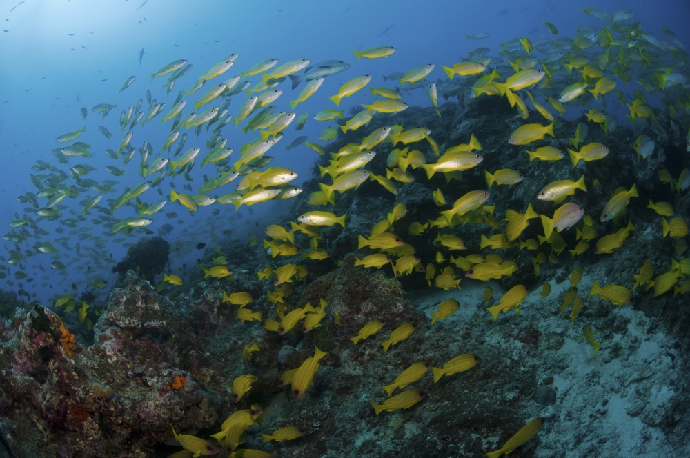 School of yellow snapper Great Barrier Reef Australia Canvas Art - Mathieu MeurStocktrek Images (35 x 23)