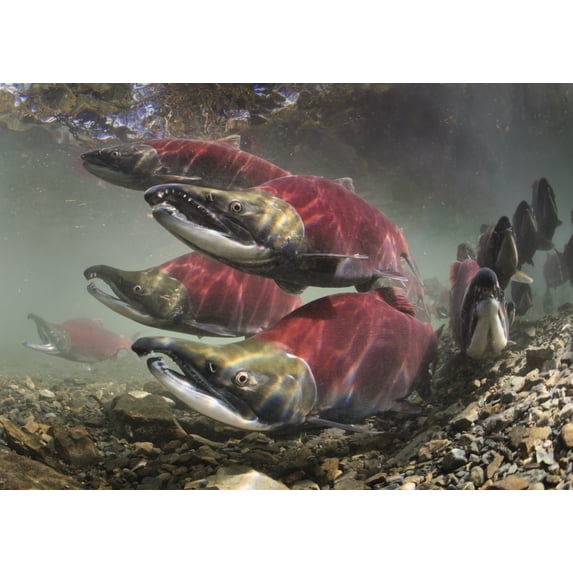 Schooled mature sockeye/red salmon arriving on spawning grounds In background: male threat display by gaping Taken und 1