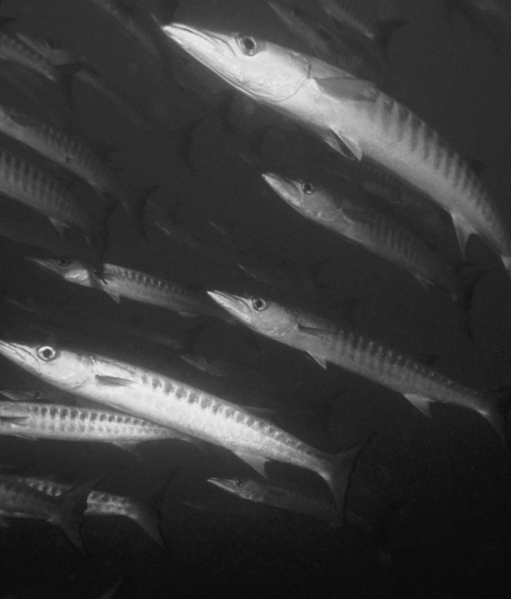 Schooling Barracuda Canvas Art - Carson Ganci Design Pics (26 x 30)