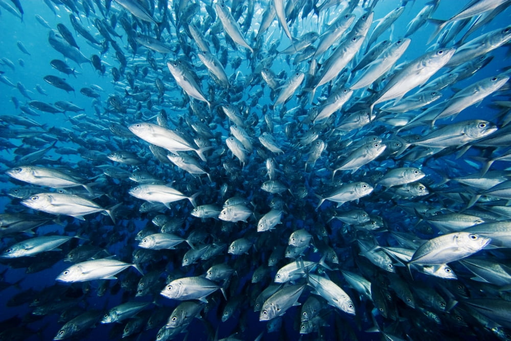 Schooling Bigeye Jack Fish (Caranx Sexfasciatus) Malaysia Canvas Art - Dave Fleetham Design Pics (17 x 11)