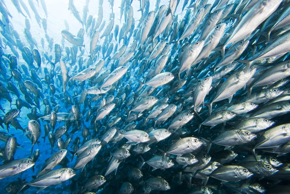 Schooling Bigeye Jack Fish (Caranx Sexfasciatus) Malaysia Canvas Art - Dave Fleetham Design Pics (17 x 11)