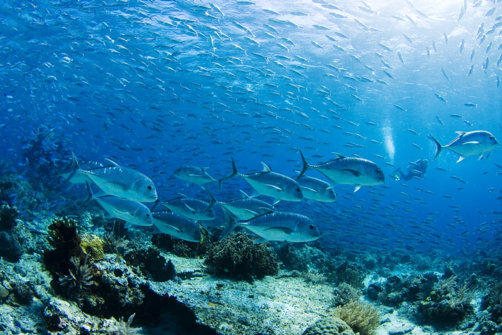 Schooling Bigeye Jack Fish (Caranx Sexfasciatus) Malaysia Canvas Art - Dave Fleetham Design Pics (34 x 22)