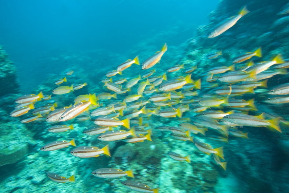 Schooling Bigeye Snappers Canvas Art - Stuart Westmorland Design Pics (18 x 12)