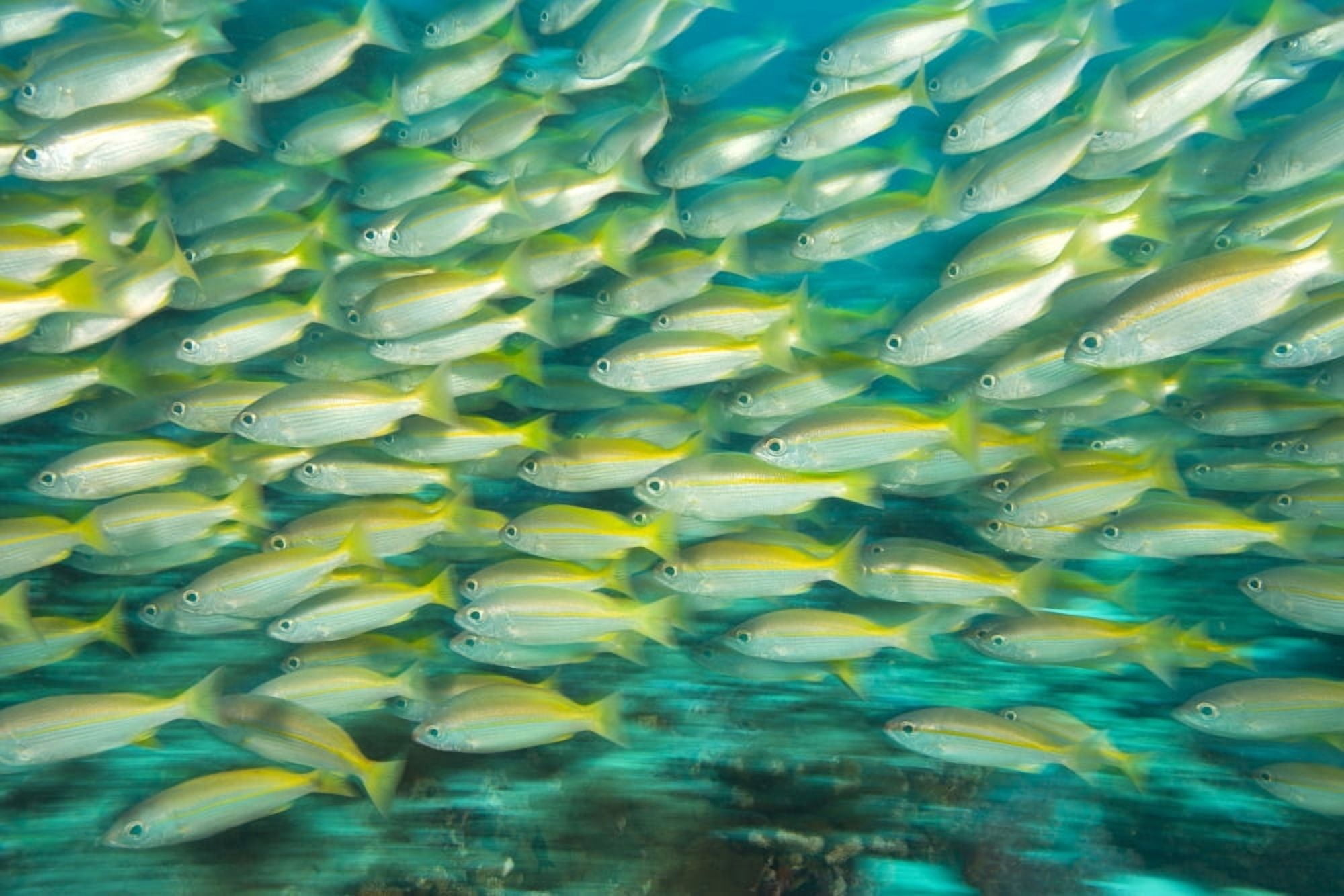 Schooling Bigeye Snappers (Lutjanus Lutjanus) Canvas Art - Stuart Westmorland Design Pics (18 x 12)