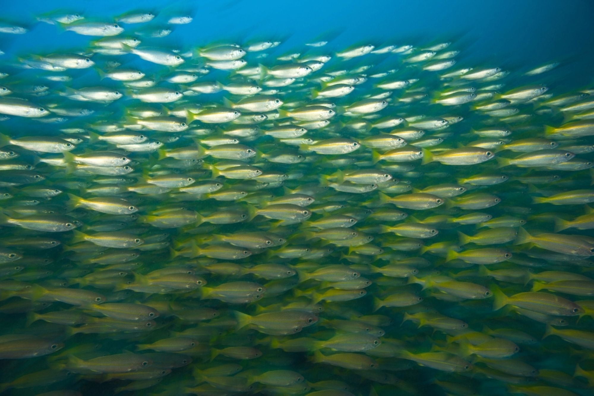 Schooling Bigeye Snappers (Lutjanus Lutjanus) Canvas Art - Stuart Westmorland Design Pics (18 x 12)