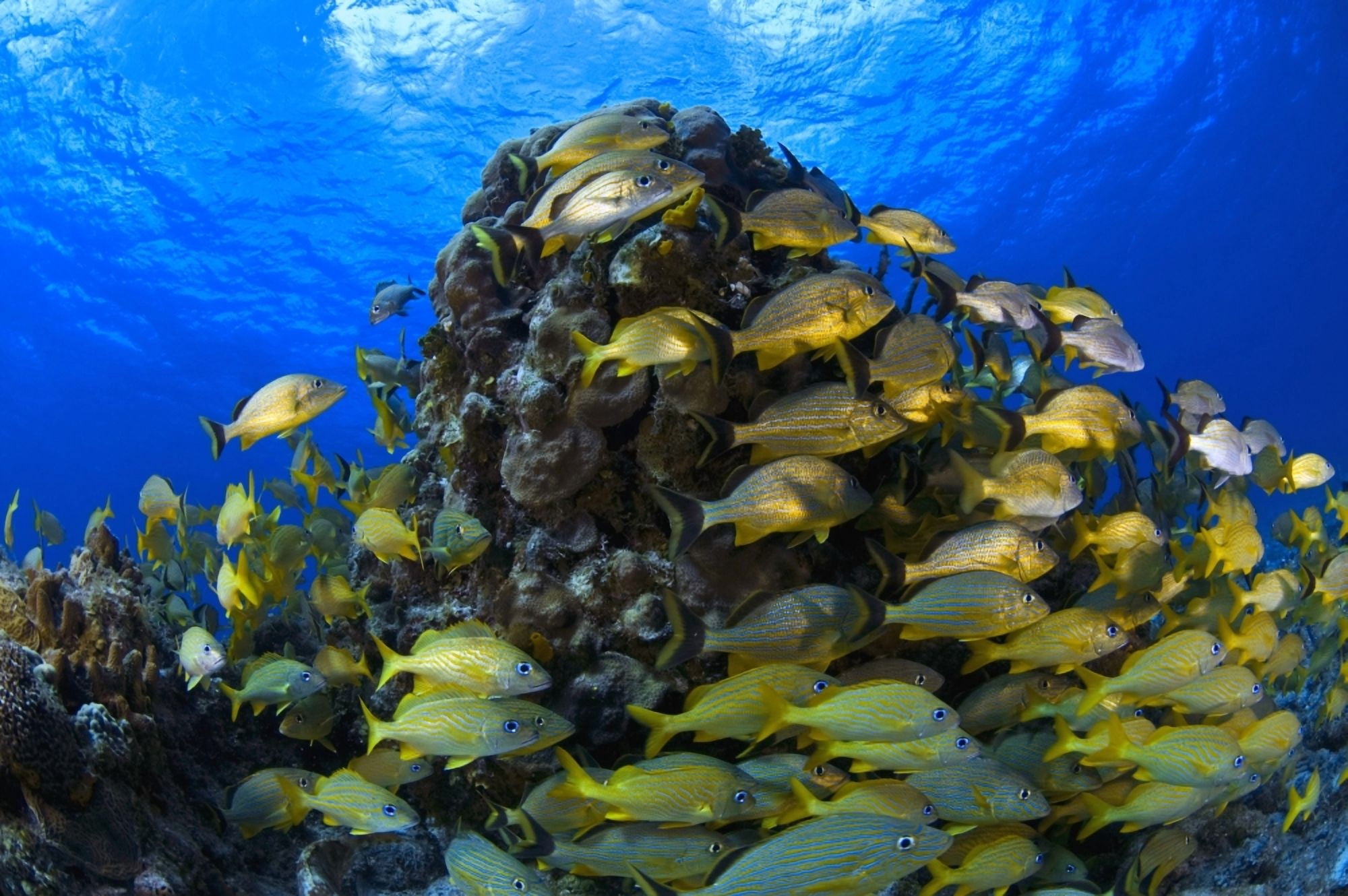 Schooling Bluestriped Grunt (Haemulidae Sciurus) Fish On Coral Reef Cozumel Mexico Canvas Art - Carson Ganci Design Pics (19 x 12)