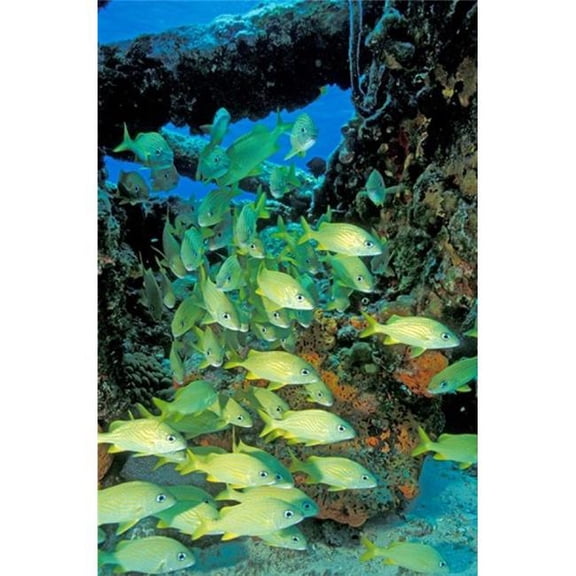 Schooling Bluestriped Grunts Bahamas Caribbean Poster Print by Stuart Westmorland - 24 x 36 in.