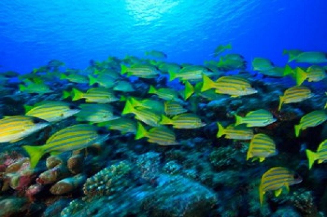 Schooling Bluestripped Snappers North Huvadhoo Atoll Southern Maldives Indian Ocean Canvas Art - Stuart Westmorland DanitaDelimont (22 x 15)