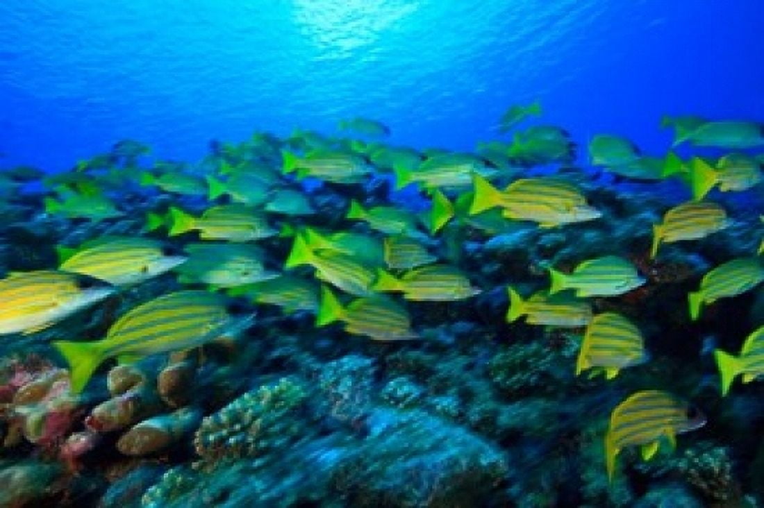 Schooling Bluestripped Snappers North Huvadhoo Atoll Southern Maldives Indian Ocean Canvas Art - Stuart Westmorland DanitaDelimont (36 x 24)