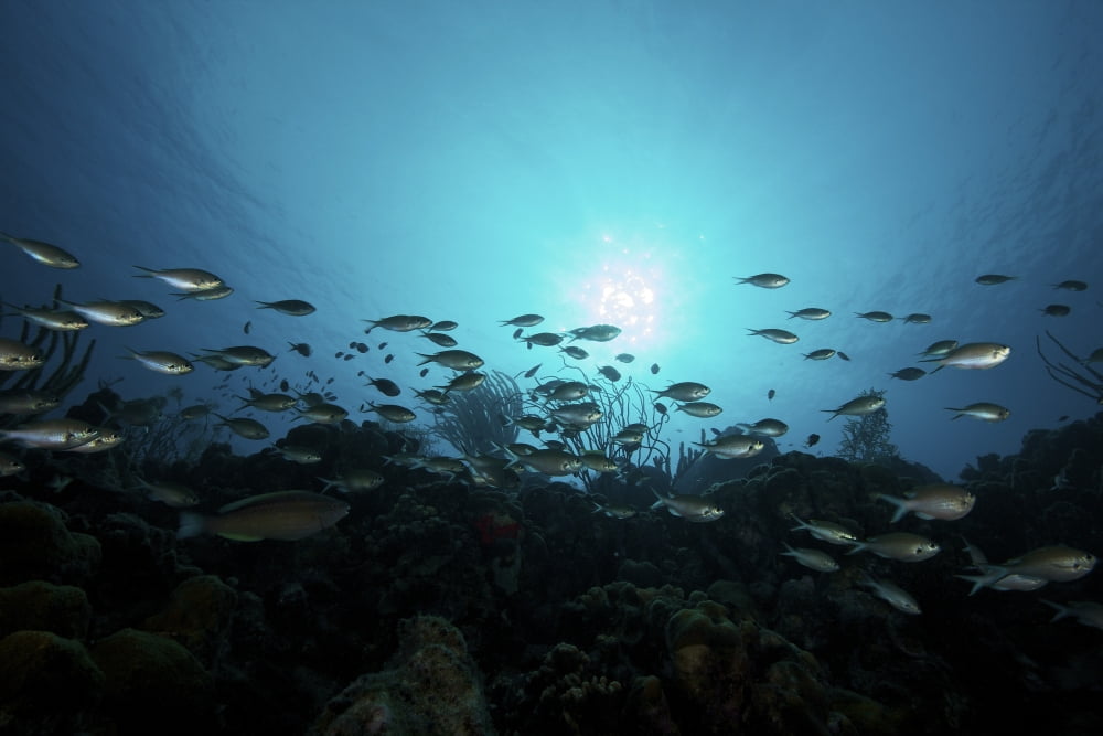 Schooling Brown Chromis Bonaire Caribbean Netherlands Canvas Art - Terry MooreStocktrek Images (18 x 12)