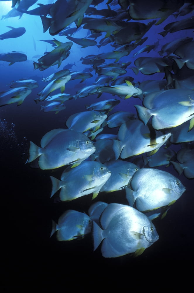 Schooling Circular Batfish Ras Hohammed Red Sea Egypt Scuba Diving  Underwater Canvas Art - Alex Misiewicz  Design Pics (12 x 18)