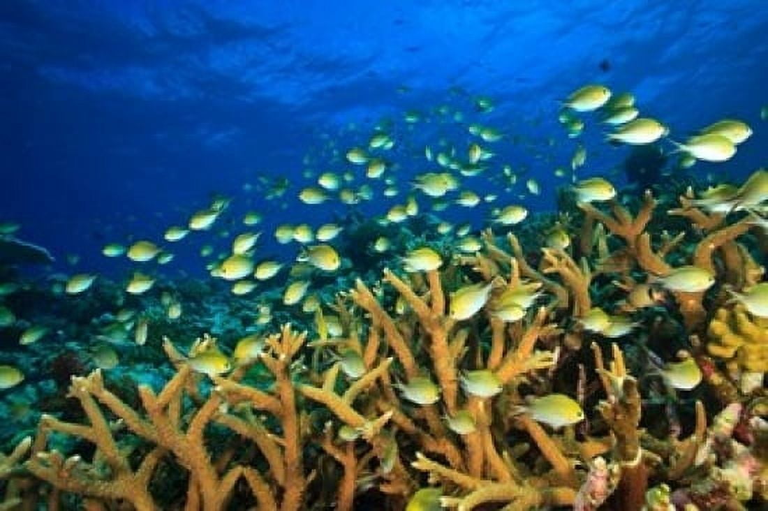 Schooling Damselfish North Huvadhoo Atoll Southern Maldives Indian Ocean Canvas Art - Stuart Westmorland DanitaDelimont (36 x 24)