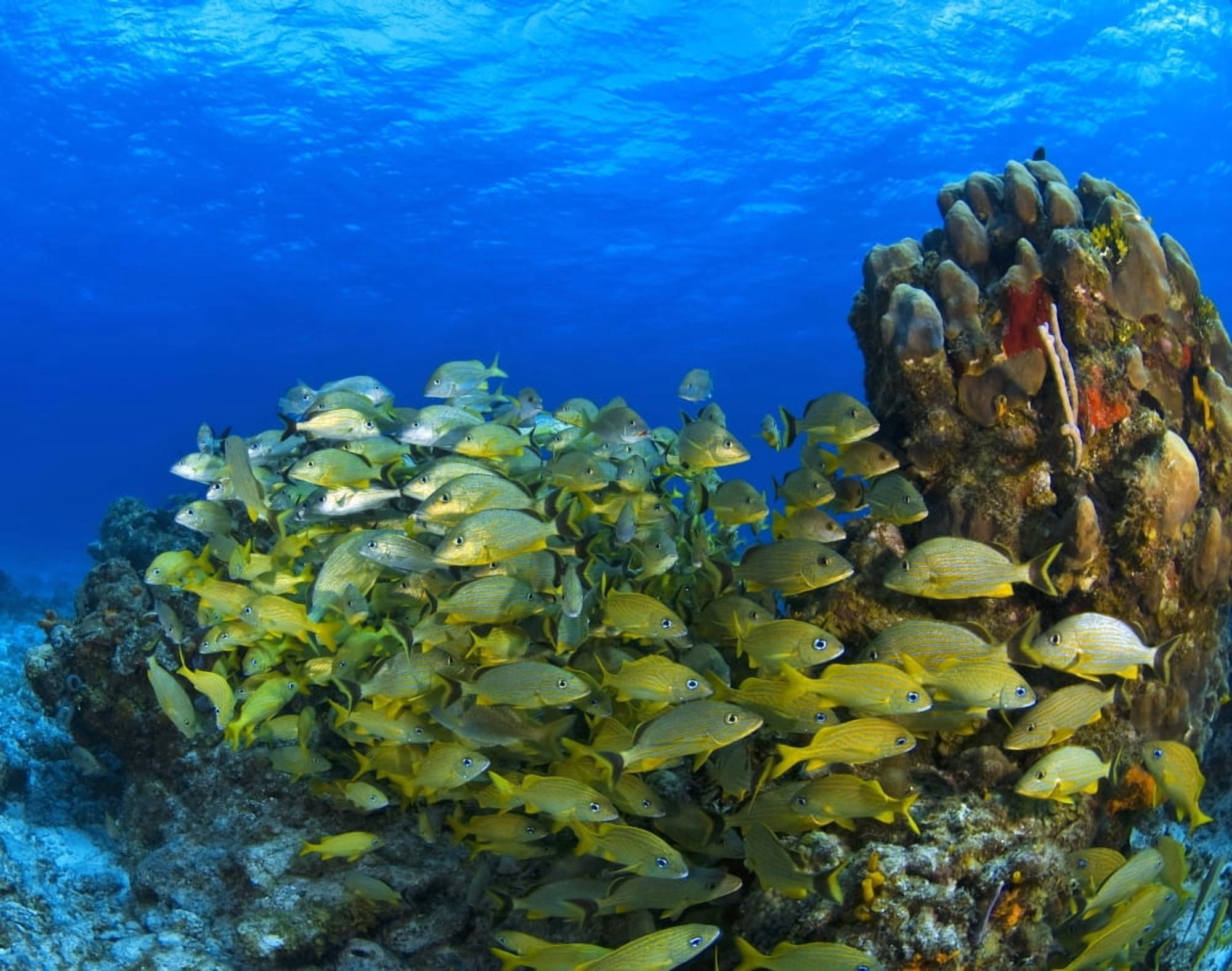 Schooling Fish On Coral Reef Cozumel Mexico Canvas Art - Carson Ganci Design Pics (34 x 26)